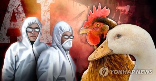 안성서 야생조류인플루엔자 바이러스 검출…병원성 확인 중