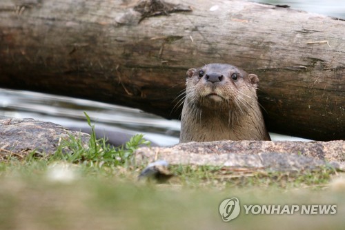 대구 월광수변공원서 멸종 위기 수달 2마리 발견