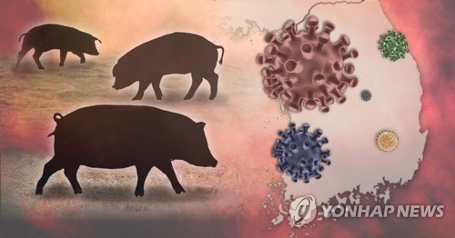연천 DMZ 내 멧돼지 폐사체서 아프리카돼지열병 바이러스 검출