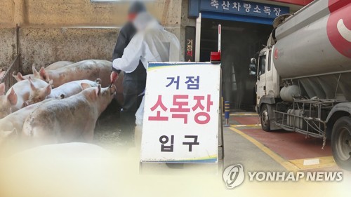 돼지열병 사태 보름…경기북부→강화 9건 발생후 나흘간 '잠잠'