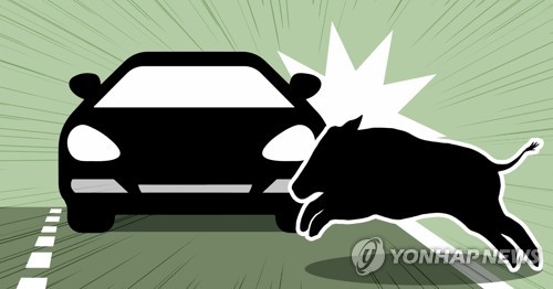 경부고속도로에 멧돼지 출몰…승용차와 충돌 '아찔'