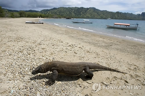 인니 정부,  코모도섬 폐쇄안 철회…관광객 수만 제한키로