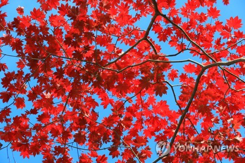 [#꿀잼여행] 제주권: 단풍 그림동화 펼쳐진 한라산·들녘…"주말 절정이래요"