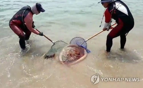 윤준호 "해파리 쏘임 사고 3년간 2천303건…예방시스템 없어"