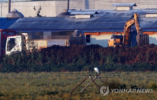 김포 통진읍 돼지열병 추가 확진…2만2000마리 살처분