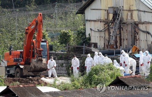 '돼지 살처분' 강화군 돼지 전멸…애완용 돼지 1마리만 남아