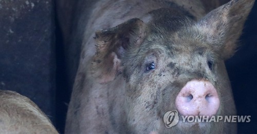 "야속한 돼지열병" 강원 접경지 축제 잇단 취소에 상경기 '흔들'