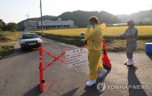 돼지열병 사태 보름…경기북부→강화 9건 발생후 나흘간 '잠잠'