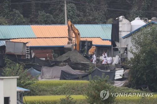 파주지역 돼지열병 발생 보름만에 사육두수 '반토막'