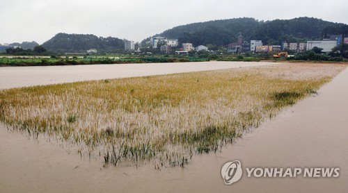 농식품부, 21일부터 태풍 피해 벼 매입