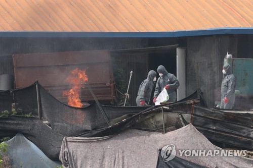 연천서 살처분한 돼지, 고온 가열처리 후 공업원료·퇴비 재활용