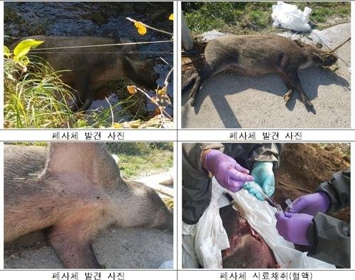 "멧돼지를 잡아라"…최전방 포획작전에 80개 민관군합동팀 투입