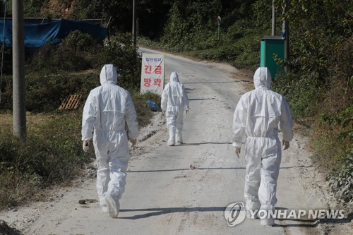 "돼지 씨가 말랐다"…ASF 발생 한 달 파주 농가들 '탄식'