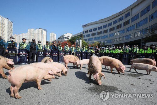 정부청사 앞 "꿀꿀"…돼지열병 잔반 금지에 뿔난 농민 돼지 풀어