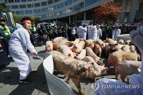 정부청사 앞 "꿀꿀"…돼지열병 잔반 금지에 뿔난 농민 돼지 풀어