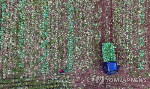 가을 태풍에 배춧값 90% 폭등…포장김치·계약 절임배추 인기
