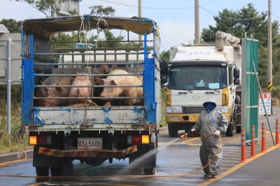 "가축전염병 살처분 비용만 3조7000억원"…돼지열병 확산에 추가 '우려'