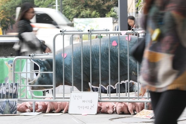 아프리카돼지열병 의심 신고 / 사진=연합뉴스(기사와 무관)