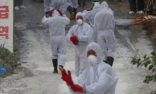 [팩트체크] '돼지열병' 살처분 불과 15만?… 20년간 1억 가축 파묻었다