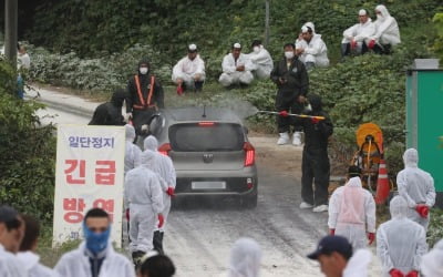 인천 백령도에서 아프리카돼지열병 의심 신고