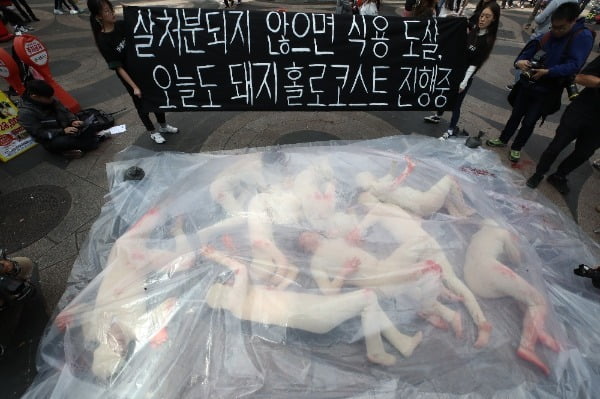 아프리카돼지열병 확산에 따른 살처분이 계속되는 가운데 2019년 10월 6일 오후 서울 명동에서 동물해방물결 회원들이 살처분 당하는 돼지의 고통을 알리고 탈육식 동참을 호소하는 퍼포먼스를 벌였다. 사진=연합뉴스