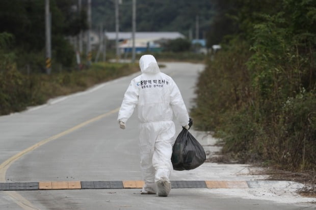 아프리카돼지열병 '비상' /사진=연합뉴스