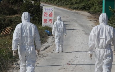 경기 안성서 AI 바이러스 검출, 고병원성 확인 중…'끊이지 않는 농가 불안'