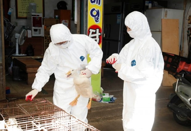 지난 21일 광주 북구의 한 전통시장에서 구청 직원들이 조류인플루엔자 바이러스 검사를 진행하고 있다.(사진=연합뉴스)