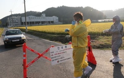 돼지열병 사태 보름…경기북부→강화 9건 발생후 나흘간 '잠잠'