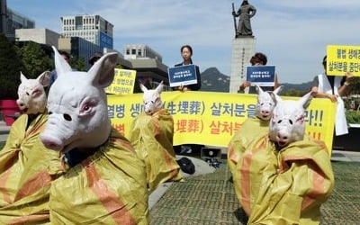 오늘 '세계 농장동물의 날'…동물권단체 "생매장 살처분 중단"