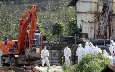 '돼지 살처분' 강화군 돼지 전멸…애완용 돼지 1마리만 남아