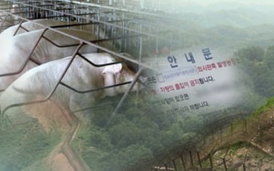 아산 멧돼지 폐사체 ASF 음성…충남 무허가 농가 돼지 수매 협의