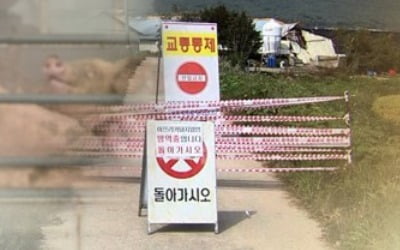 '아프리카돼지열병 예방' 수매·살처분 파주 농가 2곳 남아