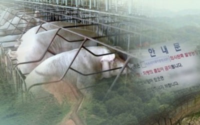 한돈협회 "연천 돼지 살처분 반대…야생 멧돼지 의심해야"