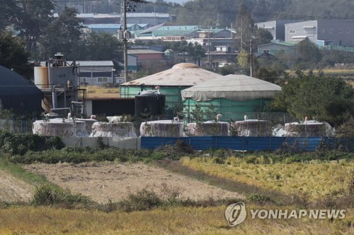 "돼지 씨가 말랐다"…ASF 발생 한 달 파주 농가들 '탄식'