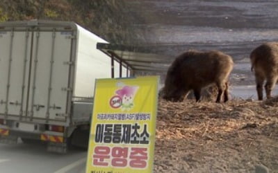 아프리카돼지열병 2주간 잠잠…구체적 방역 수칙 대대적 홍보