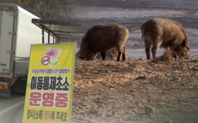 돼지열병 발생 집돼지 농장<멧돼지…"신속한 수색 필요"