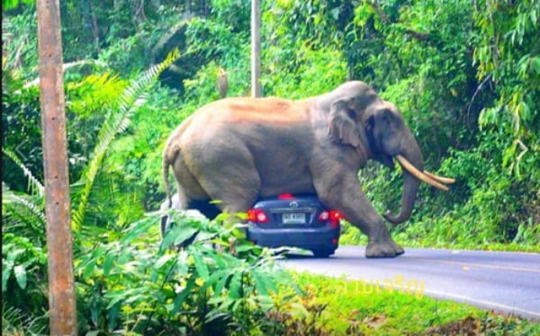 코끼리 '두에아'에 깔린 승용차 / 사진 = 카오야이 국립공원 페이스북 캡처