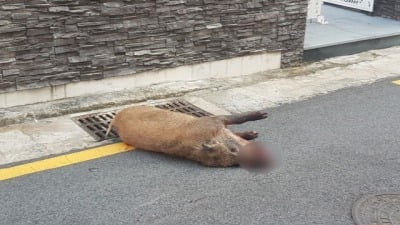 서울 도심 또 멧돼지 출몰…트럭과 충돌 사고