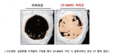 셀리버리, 골형성촉진제 바이오베터 'CP-BMP2' 효능 말에서 입증