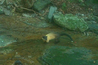 멸종위기종 담비, 알고 보니 '최상위 포식자'…국내 주요 서식지는?