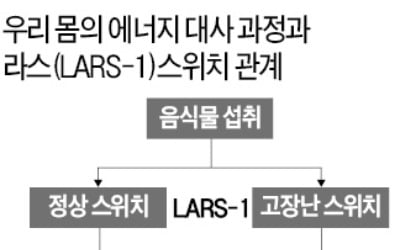 "별로 먹지도 않는데 살찌면…'라스1 스위치' 고장난 것"