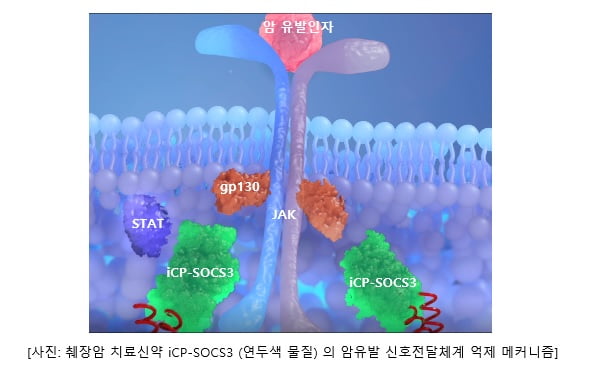 셀리버리, 췌장암 치료제 'iCP-SOCS3' 무독성 증명 마쳐