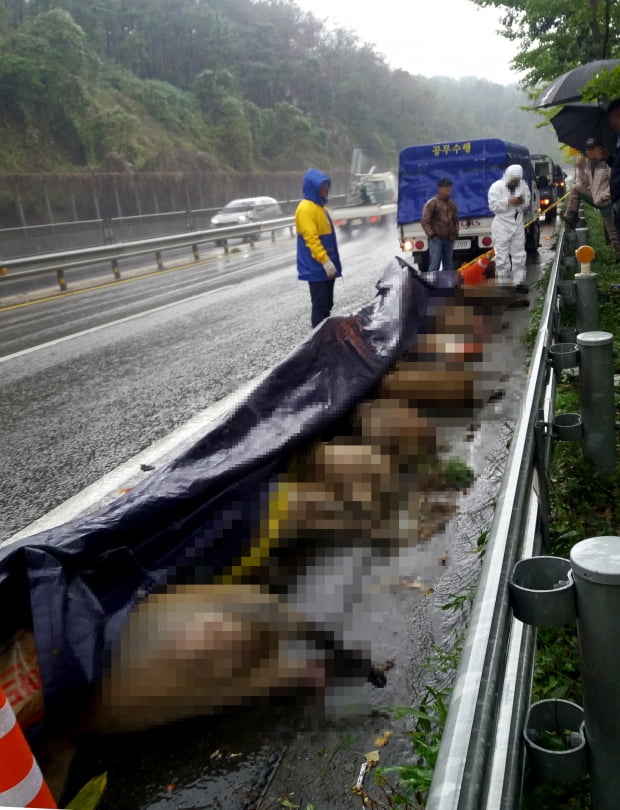 지난달 18일 울산시 울주군 온양읍 14호 국도 하철령에서는 도로를 따라 함께 이동하던 어미 멧돼지 2마리와 새끼 멧돼지 8마리 등 10마리가 잇따라 차에 치여 죽었다. /연합뉴스