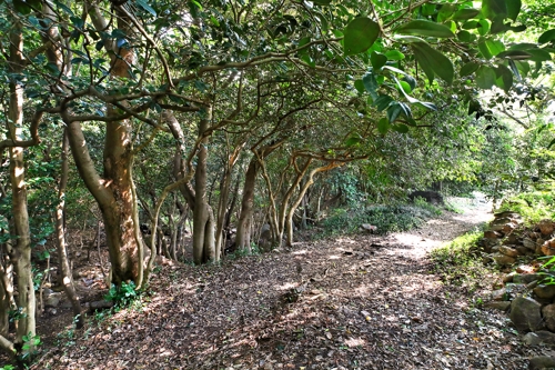 [문화유산] 다산(茶山)도 반한 은자(隱者)의 숲속 별장