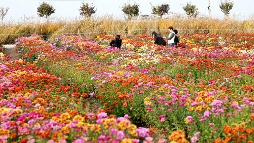 [#꿀잼여행] 충청권: "청정 바다에서 건진 상큼한 보물"…보령 김 축제 개막