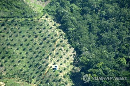 인니 언론인 2명, 흉기 찔려 숨진 채 발견…"팜 농장 관련"