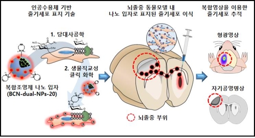 "체내 이식 줄기세포 변화 영상으로 본다…쥐 실험으로 확인"