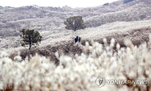 막바지 단풍·억새 구경 행렬로 지리산·황매산 북적