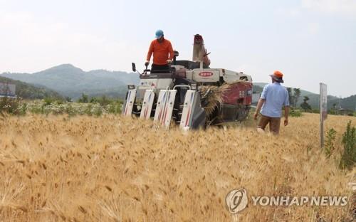 보리 생산 올해 크게 늘어…김종식 전북도의원 "소비대책 필요"